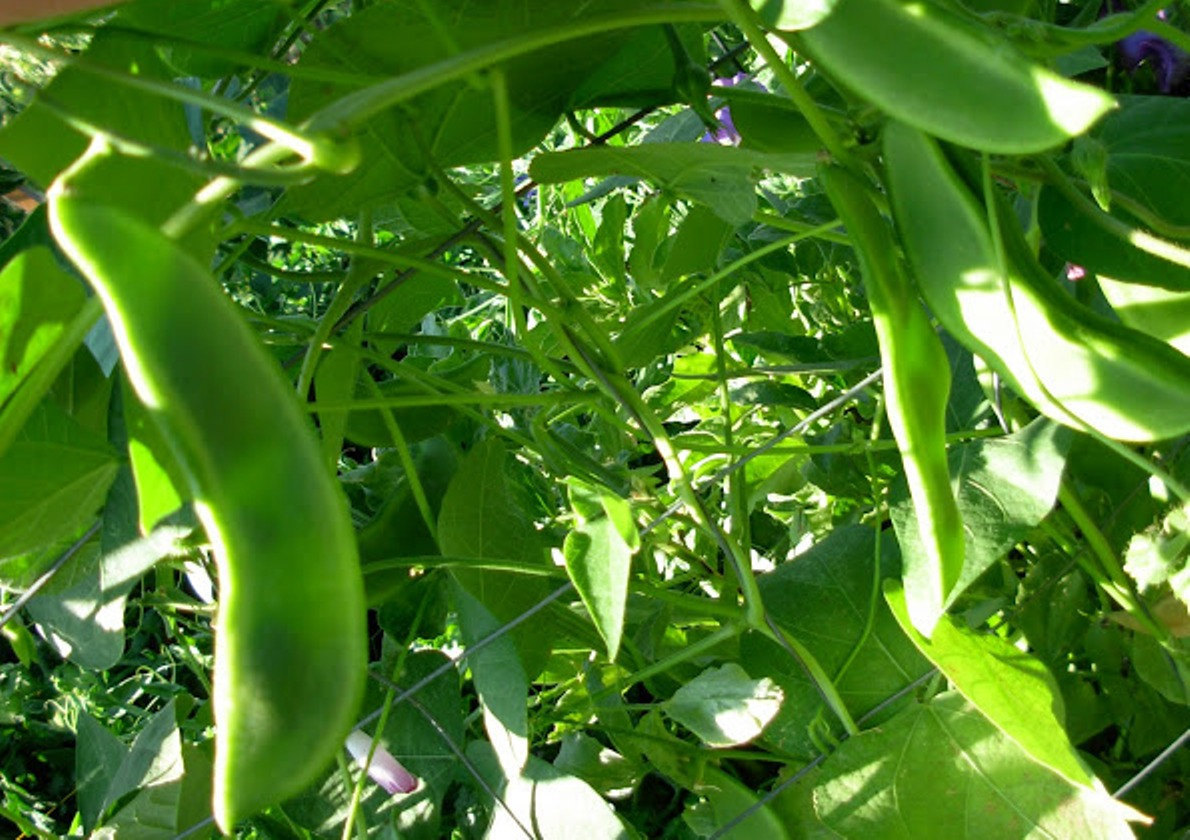 20 Lima bean, butter beans, Sieva vegetable seeds> 20 seeds