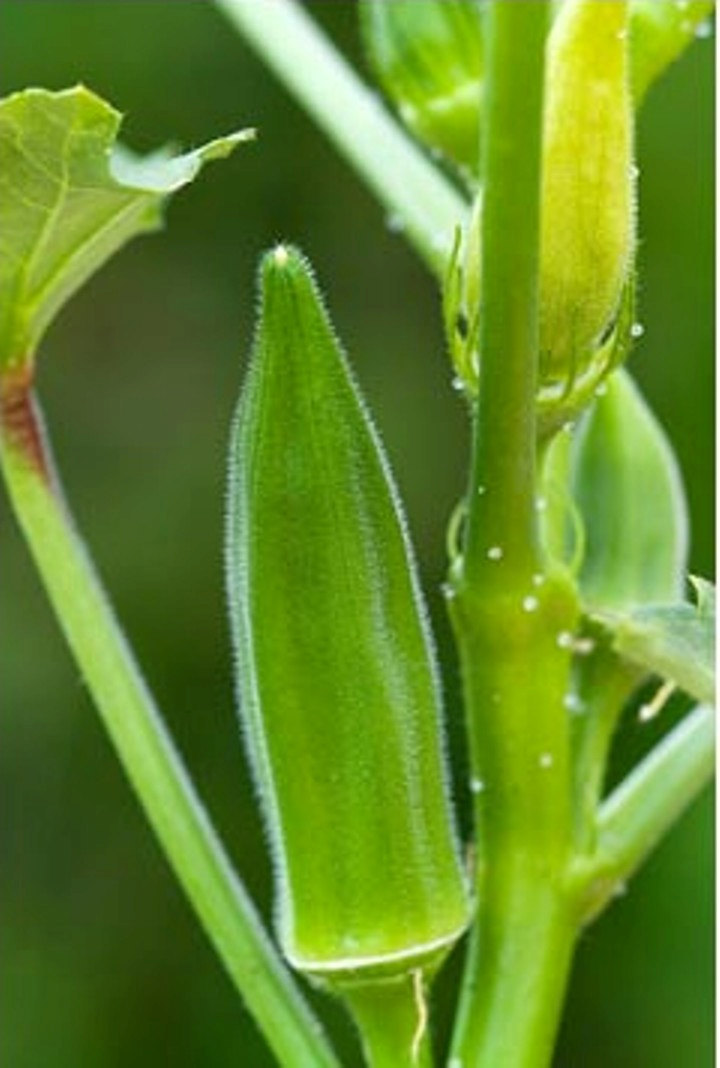 30 Pcs Heirloom Okra Seeds, Lady’s finger seeds, Gumbo seeds, Organic Okra seeds Vegetable Seeds