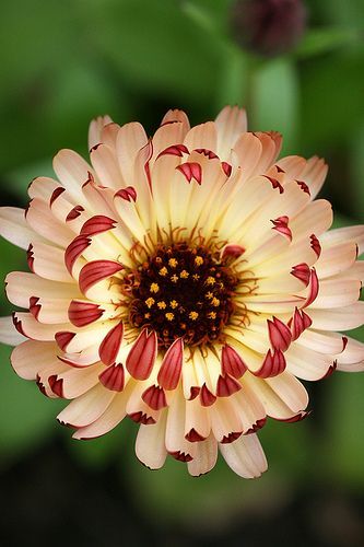 50 SEEDS Calendula 'Bronzed Beauty' Bicolor Pot Marigold Flowers Seeds