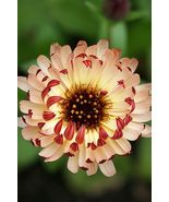 50 SEEDS Calendula &#39;Bronzed Beauty&#39; Bicolor Pot Marigold Flowers Seeds - $13.20