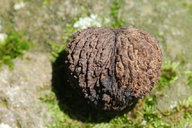 black walnut seedlings
