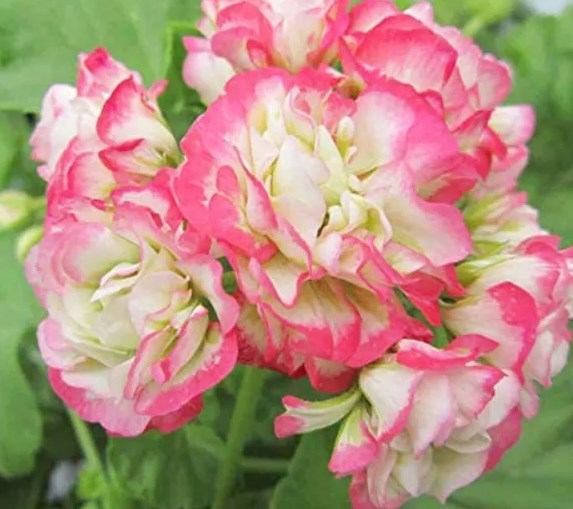 Seeds Rare Geranium Bonsai Apple And 23 Similar Items