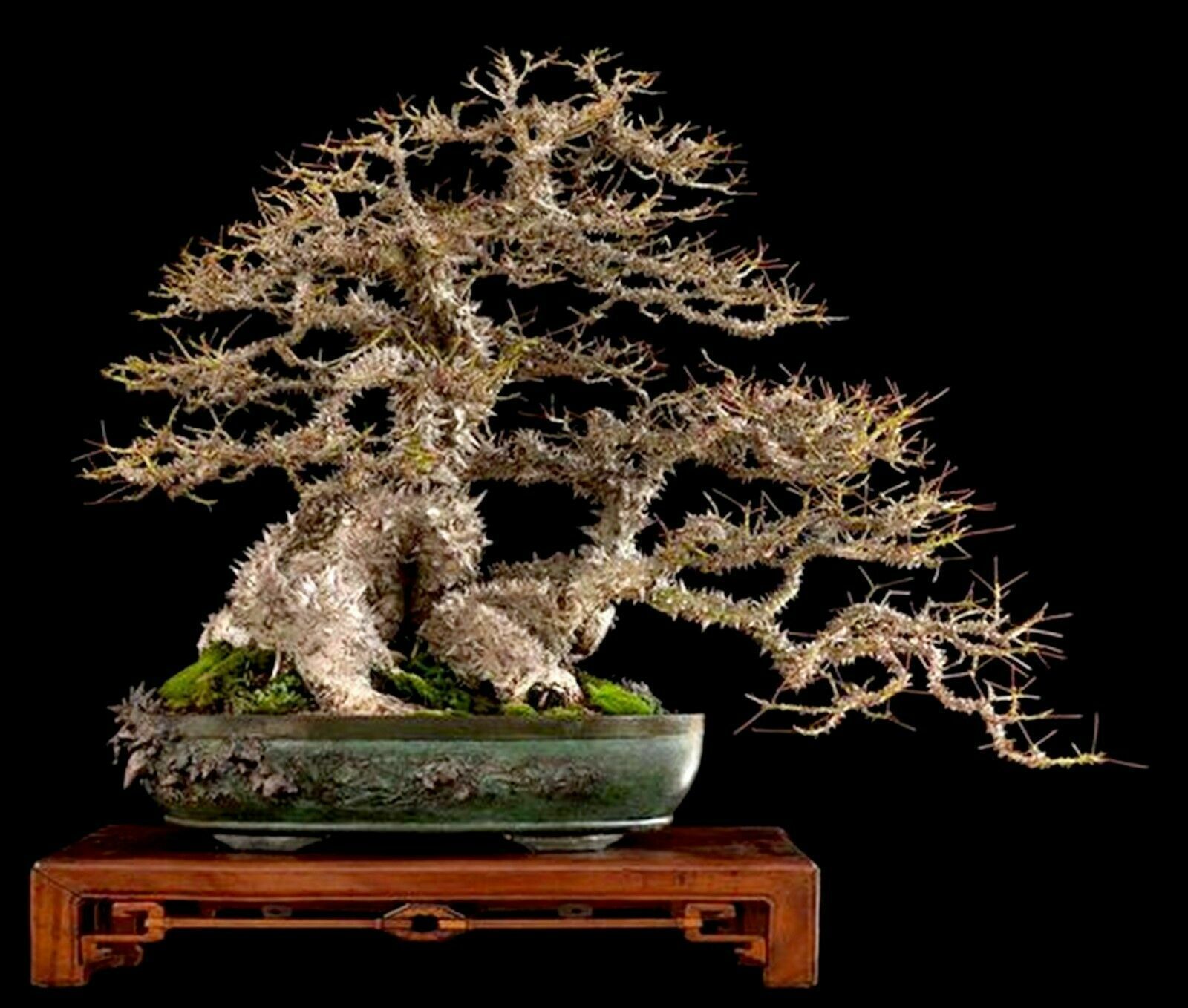 Ceiba Speciosa bonsai Seeds - special and exotic tree - 10 seeds ...