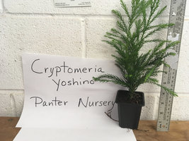 CRYPTOMERIA YOSHINO Japanese Cedar qt pot image 3