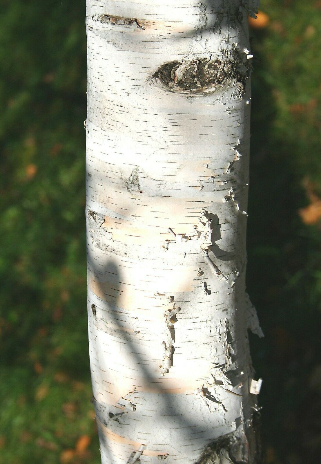 20-seeds-paper-birch-betula-papyrifera-seeds-bulbs