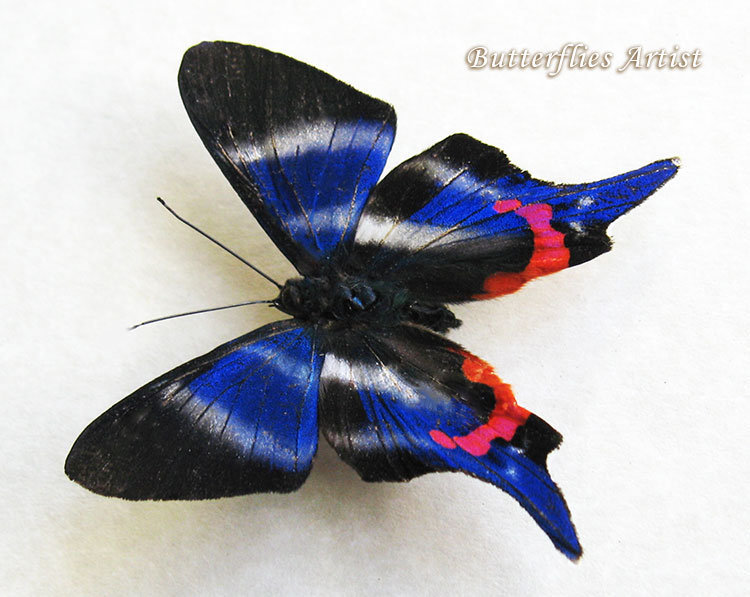 Electric Blue Rhetus Dysonii Real Butterfly Entomology Collectible In