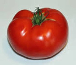 Tomato Seeds, Rutgers, Heirloom, Organic, 100 Seeds, Non Gmo, Large Tomatoes - $3.99