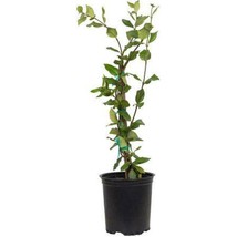 Confederate Jasmine - 1 Gallon - Fragrant & Blooming Vine - Trellis - $22.99