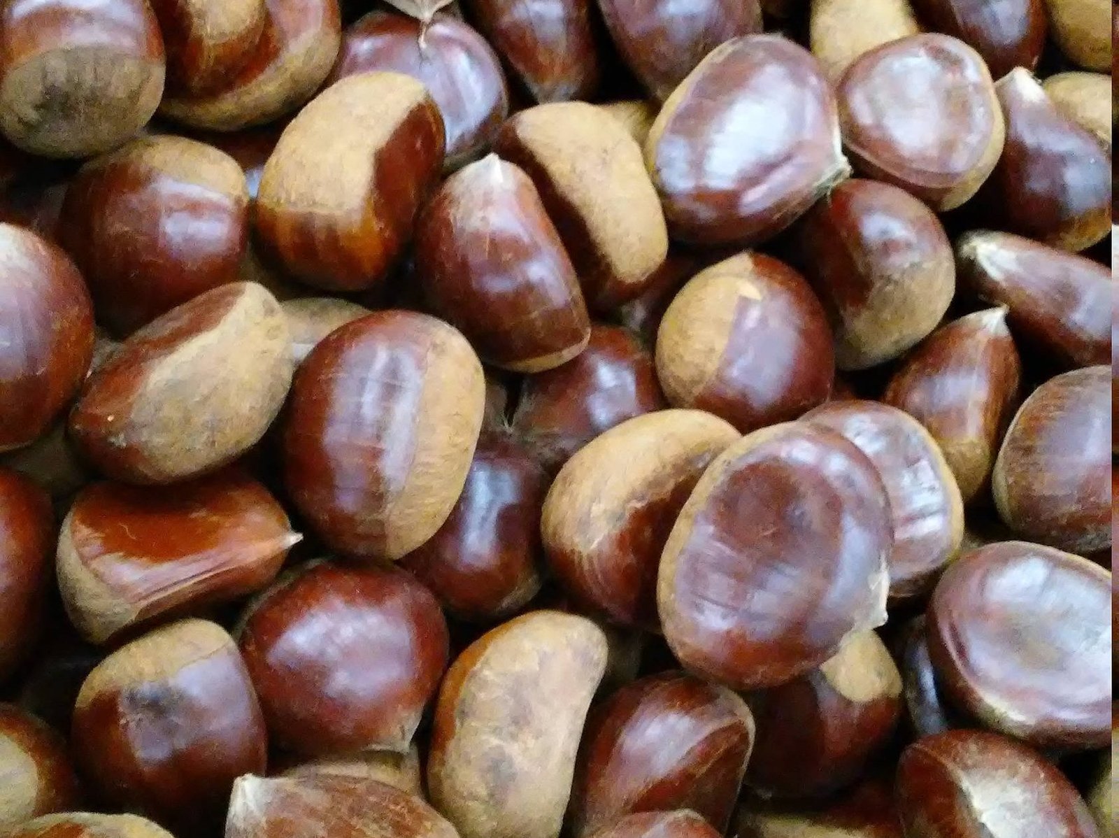 Fresh Raw Chestnut 1 Lb - Home & Garden