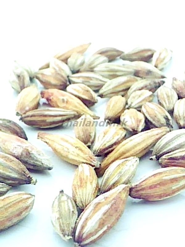 bastard oleaster Elaeagnus latifolia 10 Seeds ThailandMrk Seeds & Bulbs