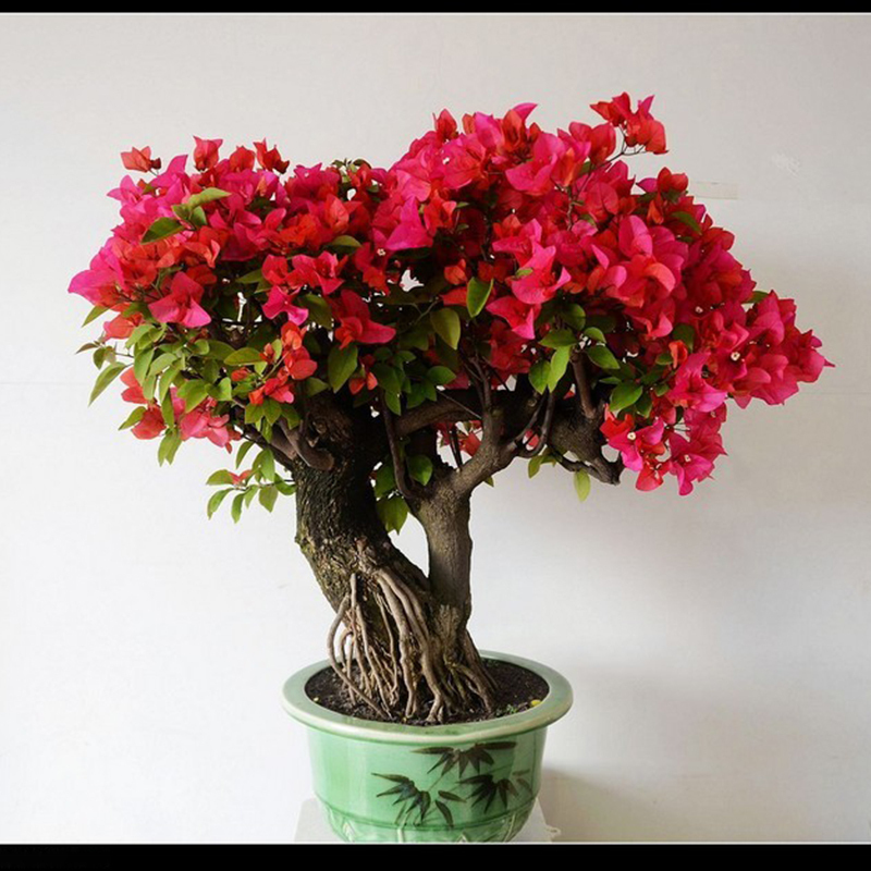 Red Bougainvillea Spectabilis Seeds Perennial Bonsai Plant Seeds 100
