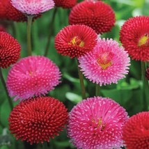 50 English Daisy Flower Seeds #SHN21 - $21.17