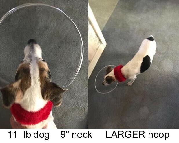 dog bumper collar