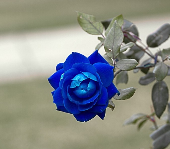 'Princess' Blue Rose Plant Perennial Flower Seeds, Decorative Garden