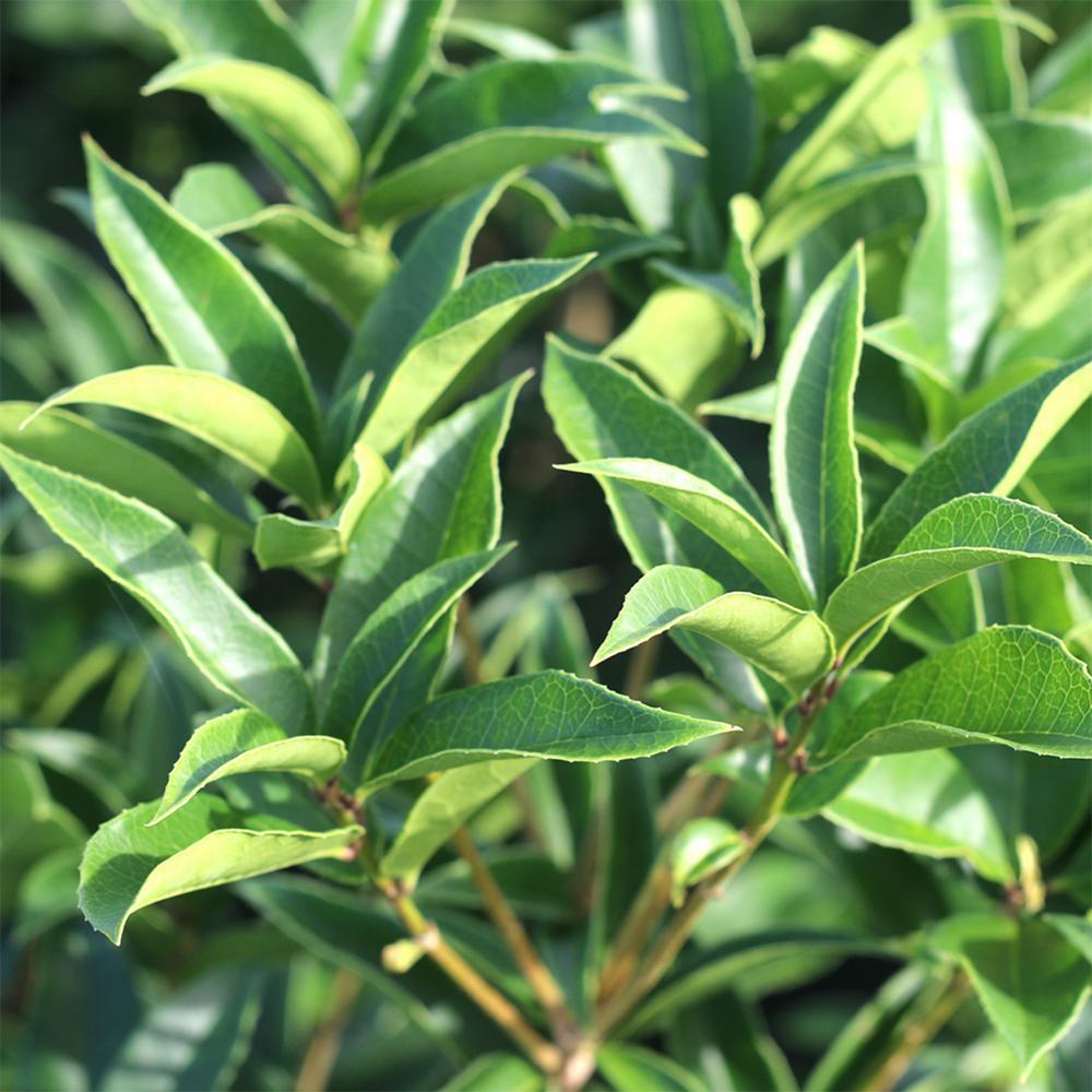  1 tea olive shrub 2 pack tea