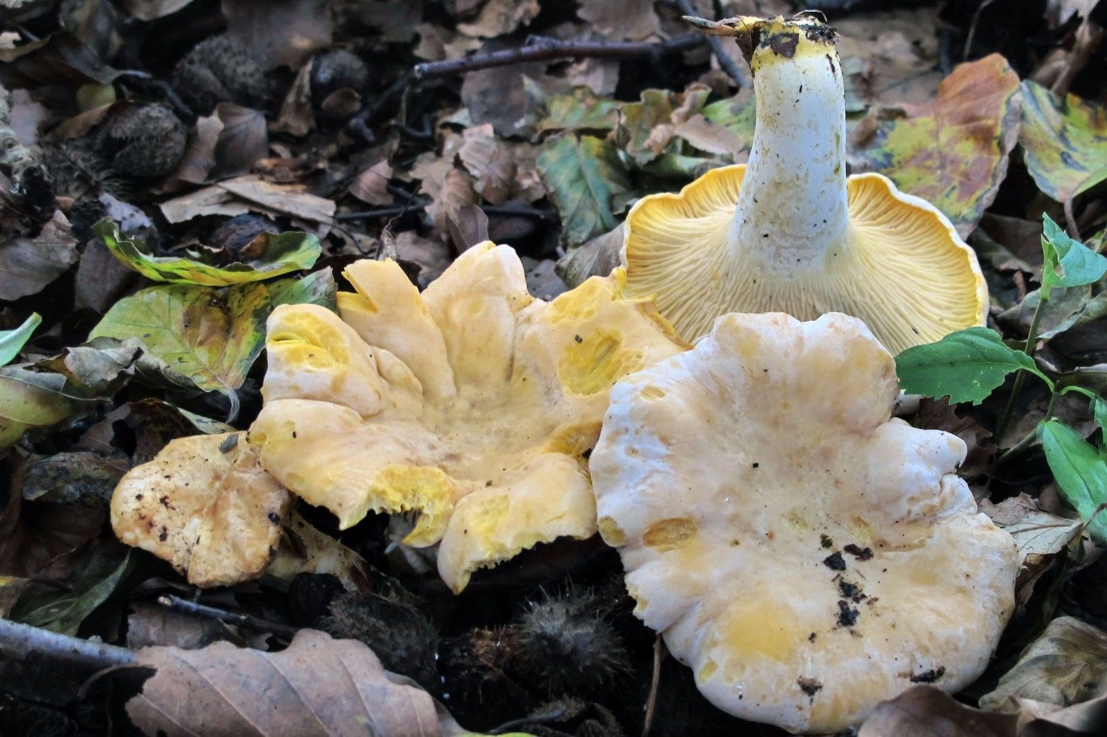 15 g Sterile PALE CHANTERELLE Cantharellus Mycelium Mushroom Spawn