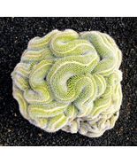 20 Green Brain Cactus Seeds Mixed Heat Rare Succulents Stone Flower - TTS - $29.95