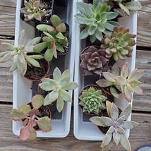 Succulent plant in 2 inch nursery pot, choose one from assortment shown image 2