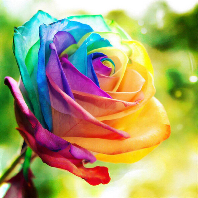 Rare Holland Rainbow Rose Flower Seed To Your Lover, Gorgeous DIY ...