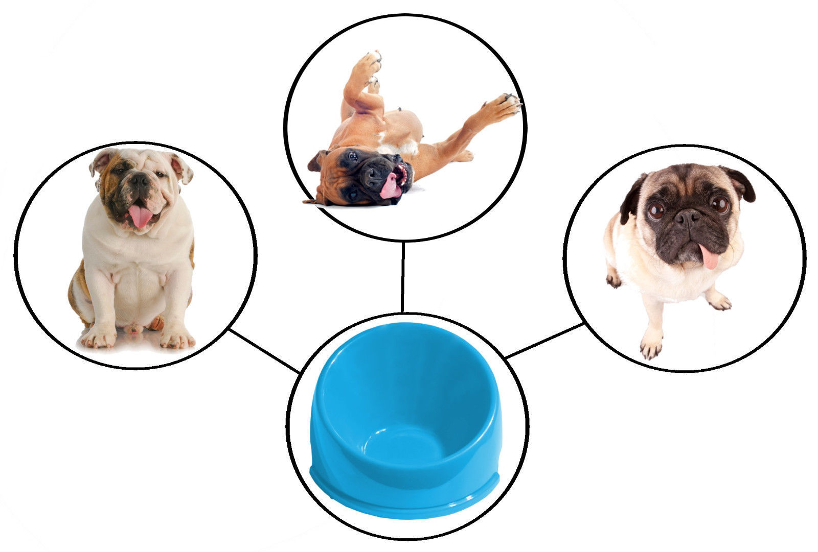 99 best images about bulldogs pugs and boxers on pug food bowl feeding flat faced dogs pugs bulldog boxer bull slanted blue 99 best images about bulldogs pugs and boxers on pug food bowl feeding flat faced dogs pugs bulldog boxer bull slanted blue