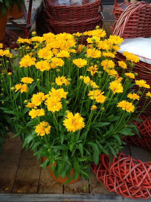 Coreopsis Grandiflora Tickseed 50+ seeds. Yellow perennial drought hardy flower Other Plants