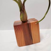 Live Air Plant in Upcycled Wooden Holder image 6