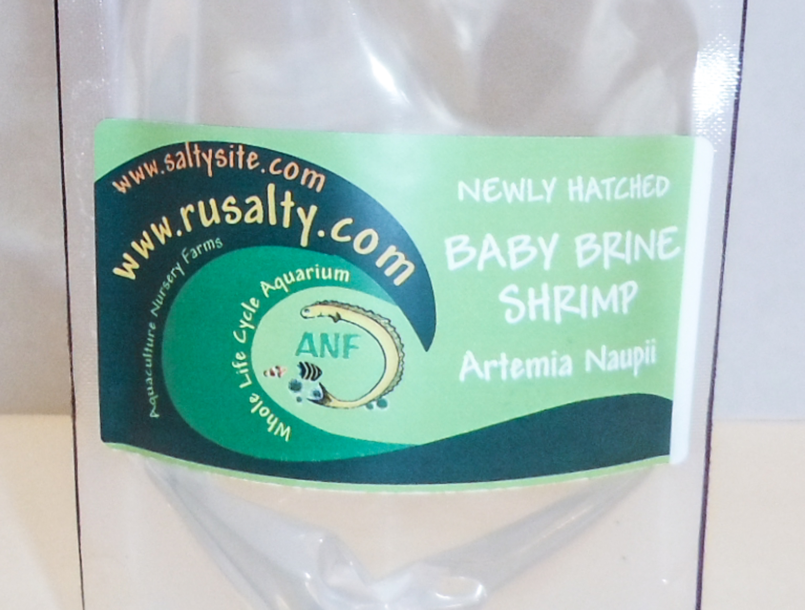 Buy Live Baby Brine Shrimp Cultures Fish Food for Mandarin and Aquarium