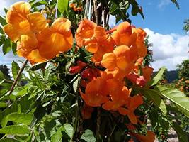 Orange Tecoma Tree - Live Plant in a 3 Gallon Pot - Tecomaria Capensis -... - $158.37