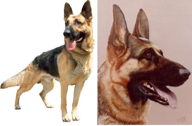 Lot Of 6 German Shepherd Dog Fabric Panel And Similar Items German Shepherd Dog Fabric Panel