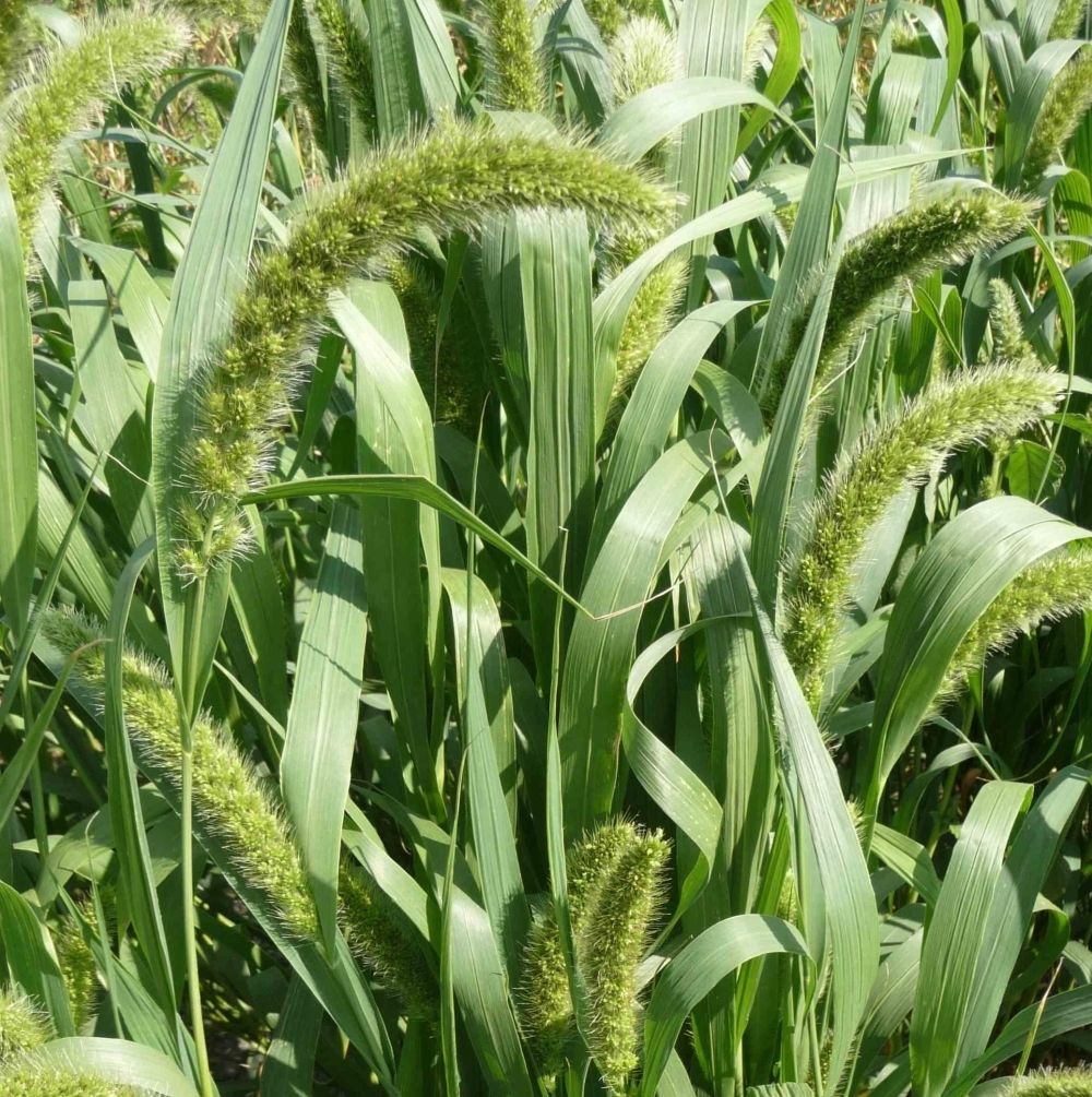 Golden German Foxtail Millet Hay Silage Forage Pasture Crop NonGMO