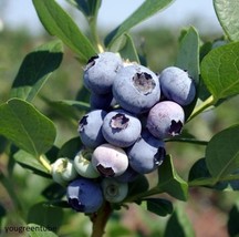 3pc Windsor Blueberry &quot;Southern Highbush&quot; 4 to 6 inch Starter Blueberry ... - $38.99