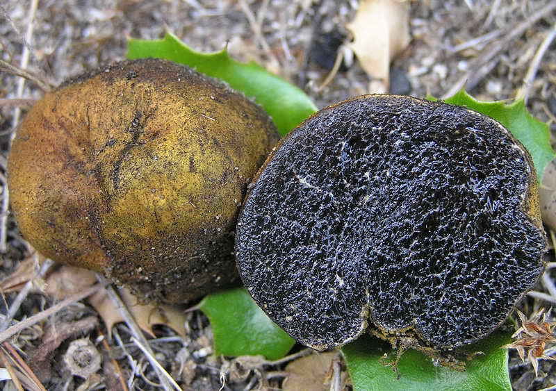 10 g SUMMER TRUFFLE SCORZONE Tuber Aestivum Mycelium Mushroom Spawn Seeds Spores