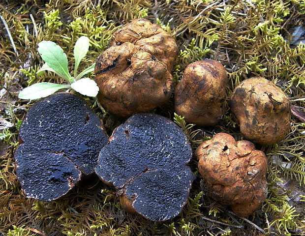 10 g SUMMER TRUFFLE SCORZONE Tuber Aestivum Mycelium Mushroom Spawn Seeds Spores