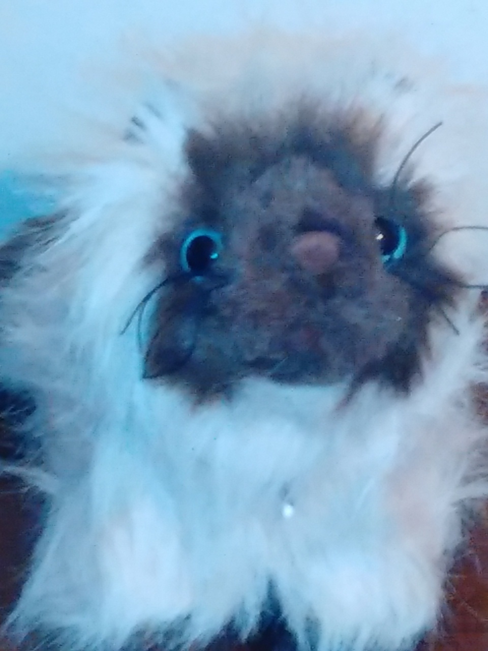 himalayan cat webkinz