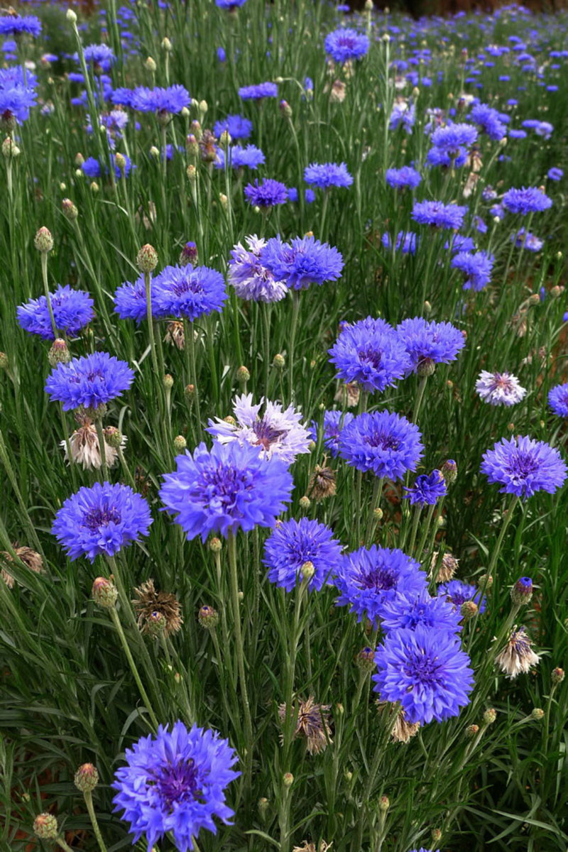 Mix Colour Centaurea Cyanus Seed Potted Flowers Cornflower Seed - 100 ...