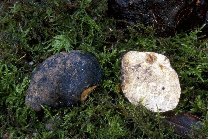 10 g Fresh Sterile OREGON BLACK TRUFFLE Mycelium Mushroom Spawn Spores