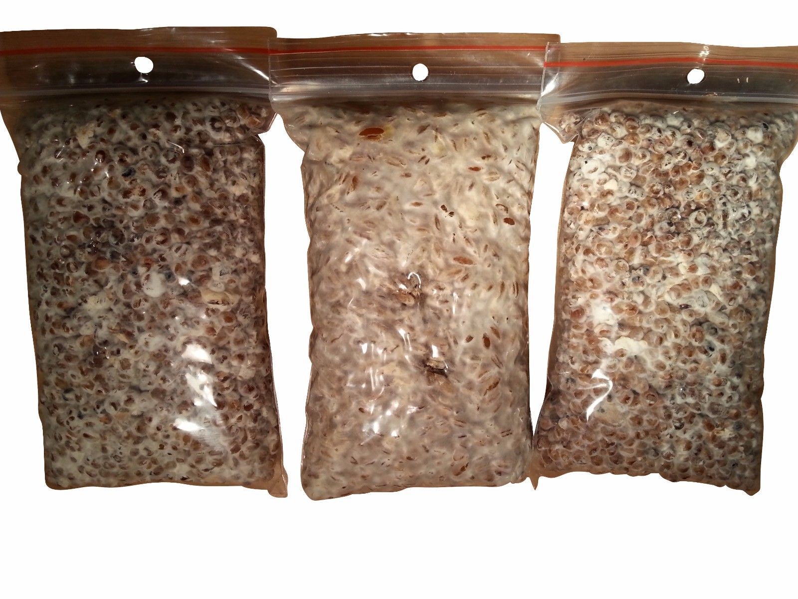 10 g Fresh Sterile OREGON BLACK TRUFFLE Mycelium Mushroom Spawn Spores