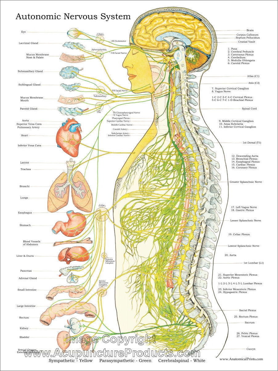 Autonomic Nervous System Poster 18 X 24 Chiropractic Chart Laminated ...