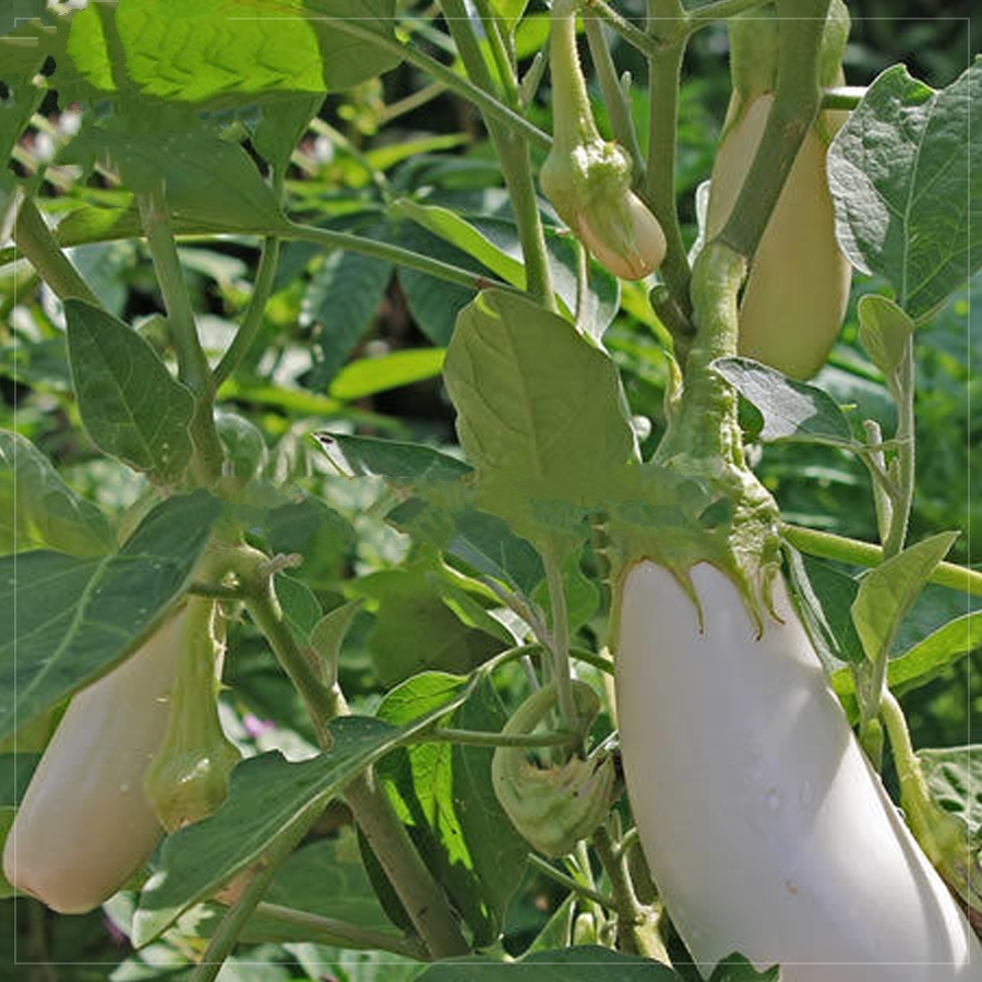 Asian White Eggplant Seeds, 100 Seeds, Professional Pack, big organic ...