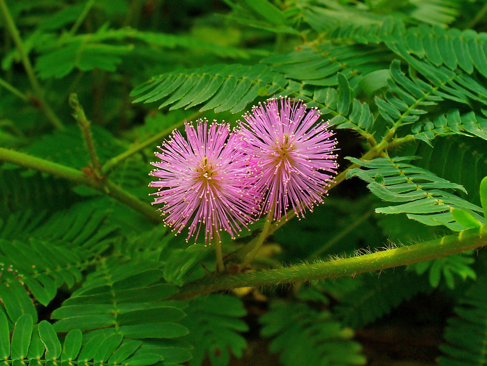 200 Heirloom Mimosa pudica (Chui-mui plant) Seeds/ touch-me-not plant ...