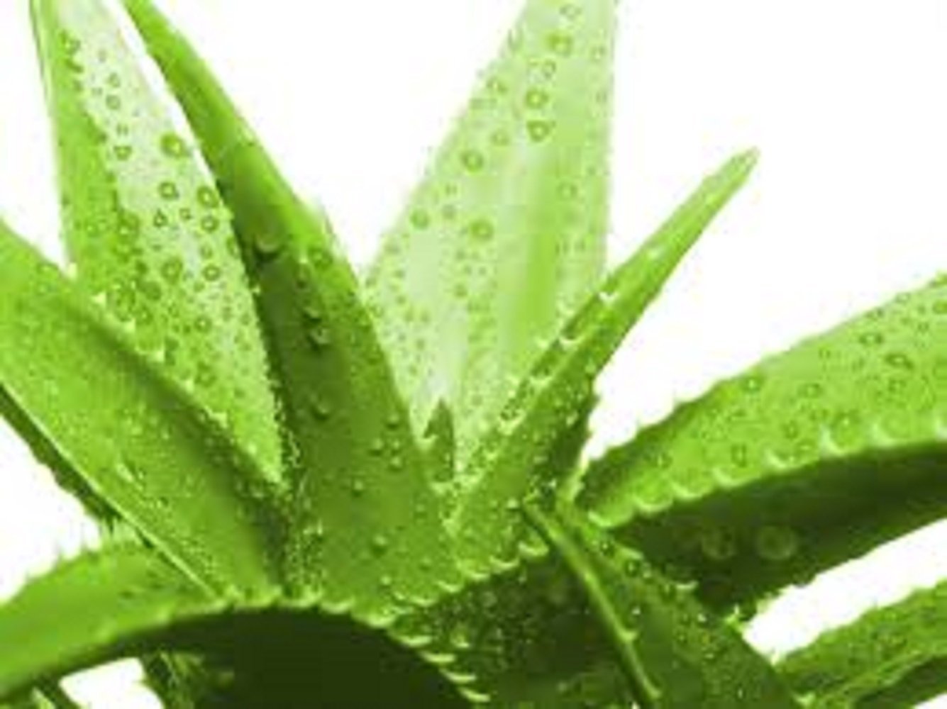 Fresh Organic Aloe Vera Cut Leaf Large Two Plus Pounds - Other Garden ...