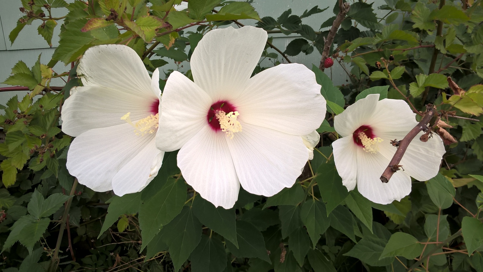 Hibiscus White Flowers