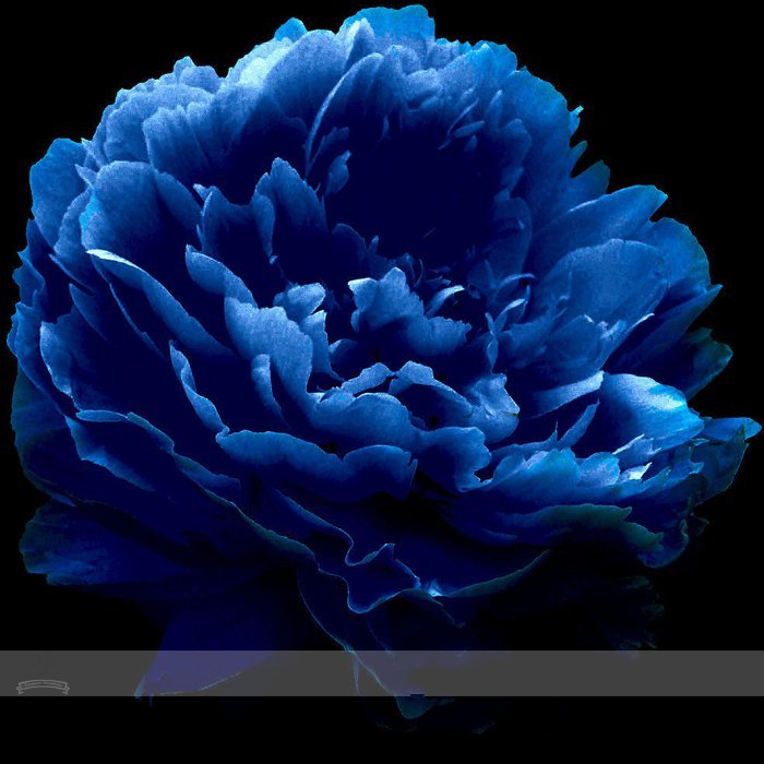 Very Rare Luo Yang Dark Blue Tree Peony Flower Seeds 5 Seeds New ...