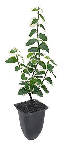 Variegated Creeping Fig Vine - Ficus Pumila Variegata - 30 Live Fully Rooted 2 I - $92.98