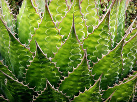 AGAVE MONTANA, rare succulent hardy century plant exotic garden seed 100... - $19.99