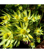 5 SEEDS Leucadendron ULIGINOSUM Garden Ornamental Plants - Seeds GIM - $28.00