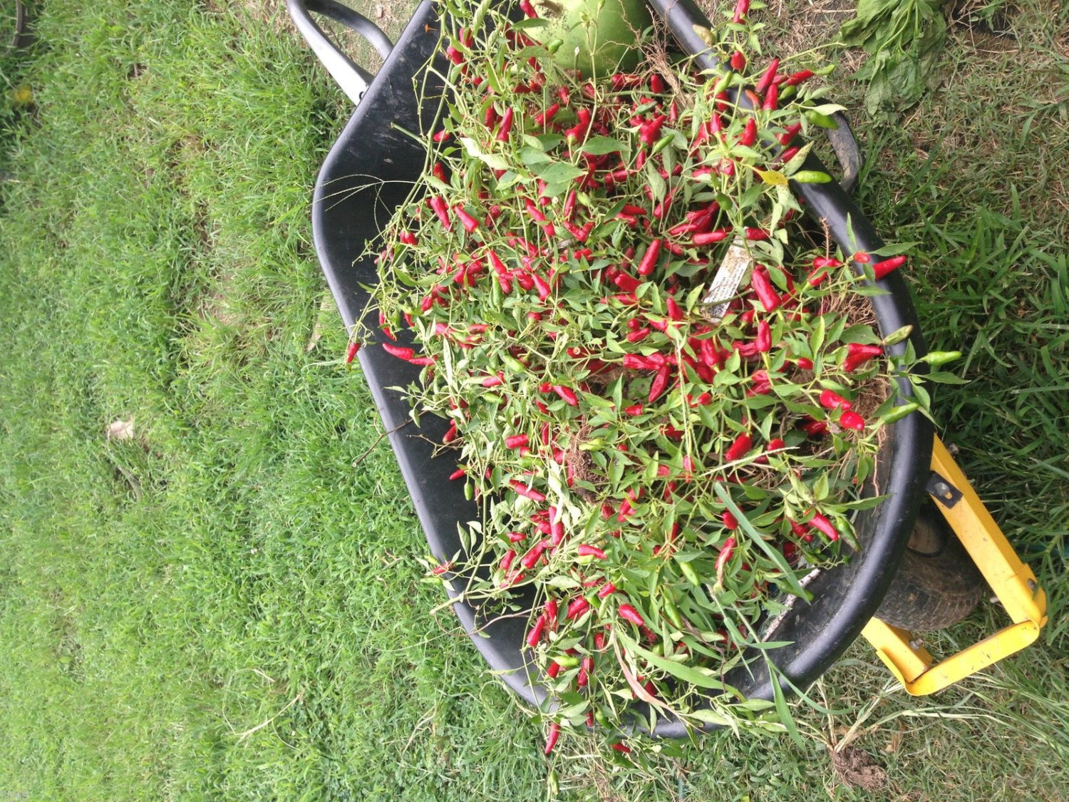 10 Cajun Tobasco Pepper Seeds-1282