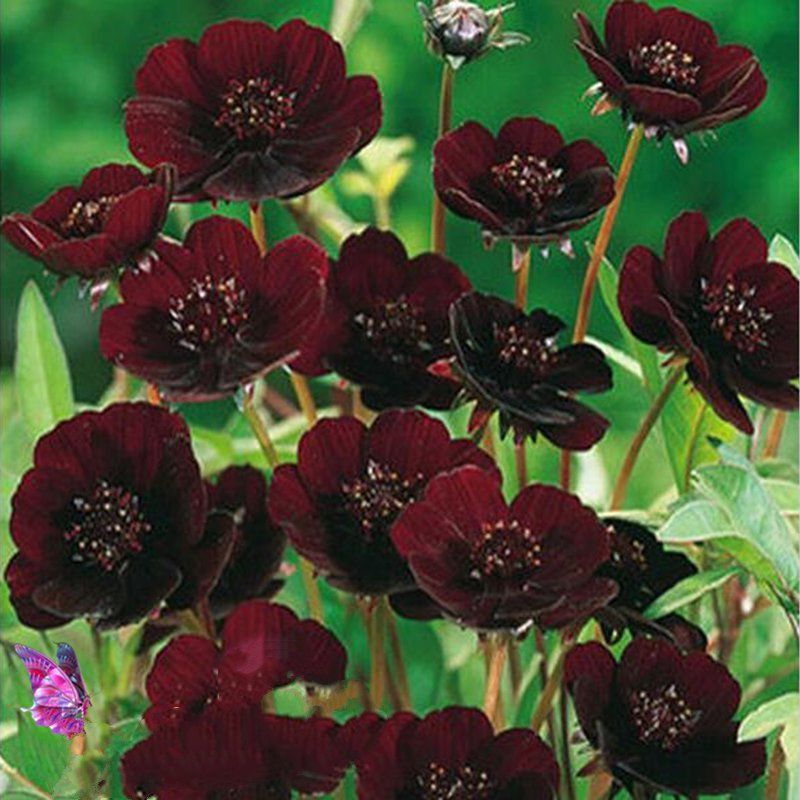 Best Selling Rare Chocolate Cosmos Flower plants Seed Beautiful Coreopsis garden