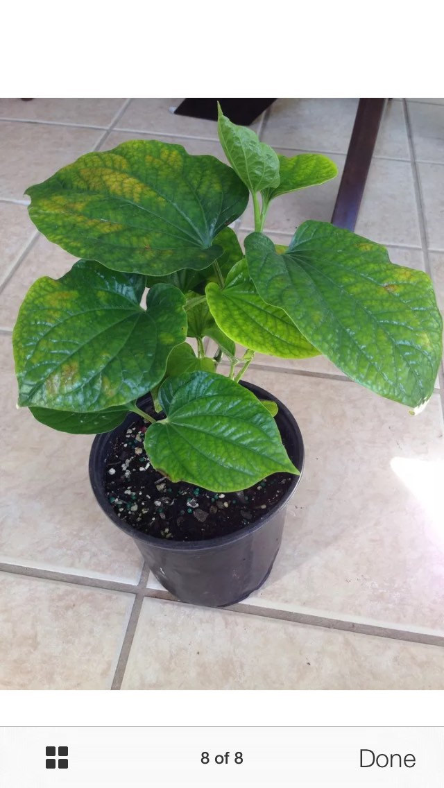 1 Live edible Betel Leaf Plant Piper sarmentosum La Lot