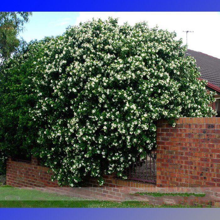 Heirloom Orange Jasmine Shrub Fragrant garden Flower 20 Seeds Murraya